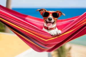 Hängemattengestell Bestseller mit Hängematte und Hund