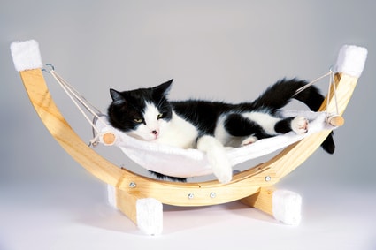 Katze liegt in Hängemattengestell